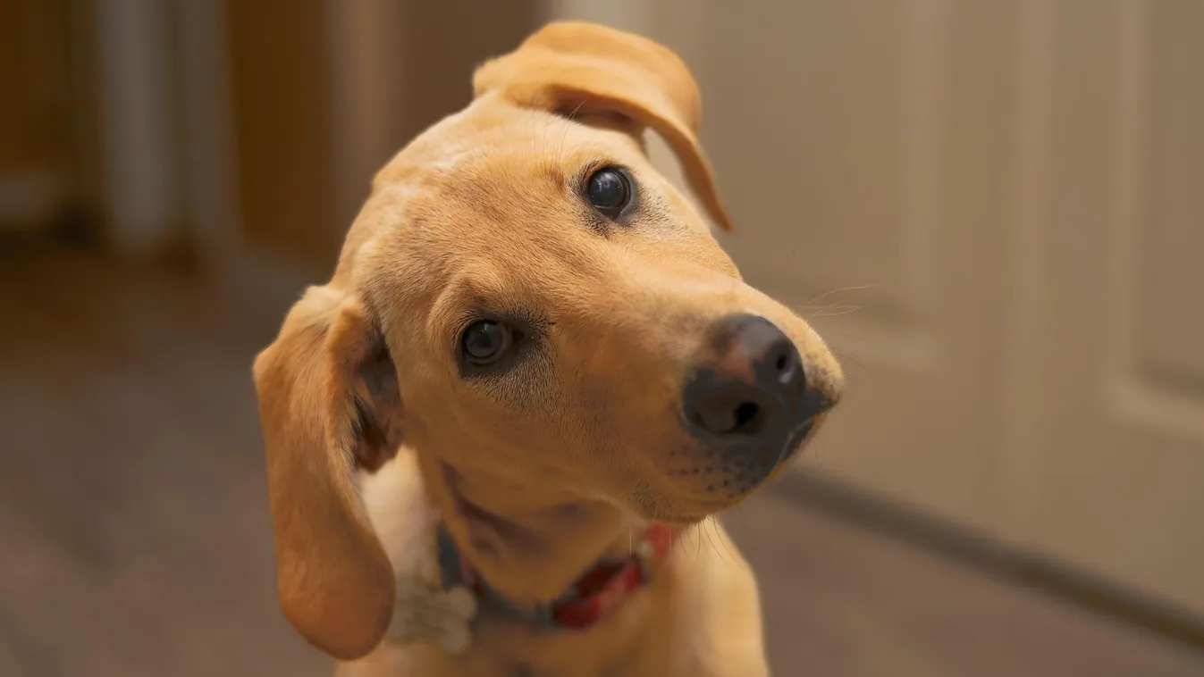 A kutyák egyik legcukibb szokása mögött különös okok állnak
