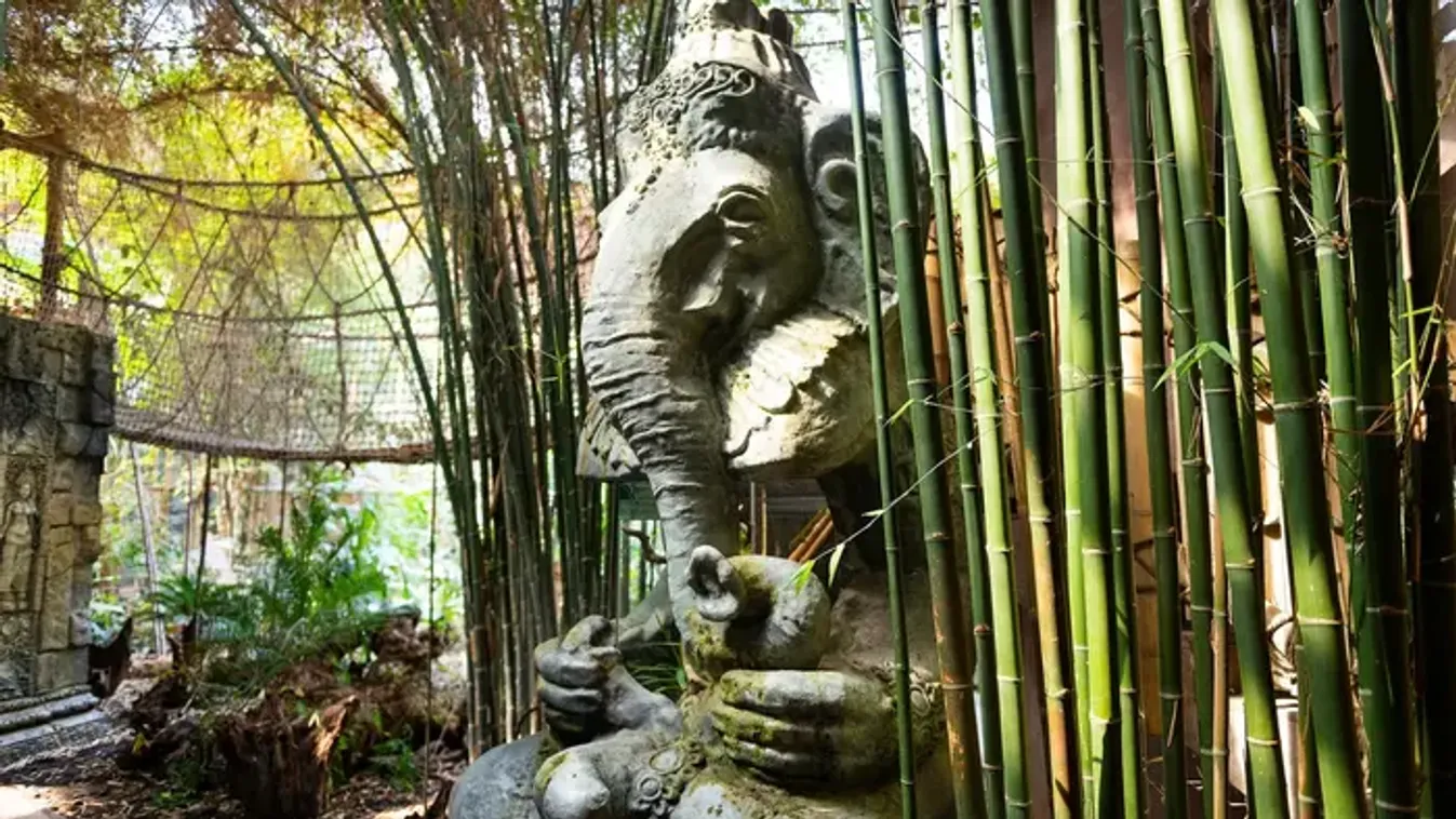 Új lakó hódít Nyíregyházán: megszületett a park legifjabb sztárja - videóval