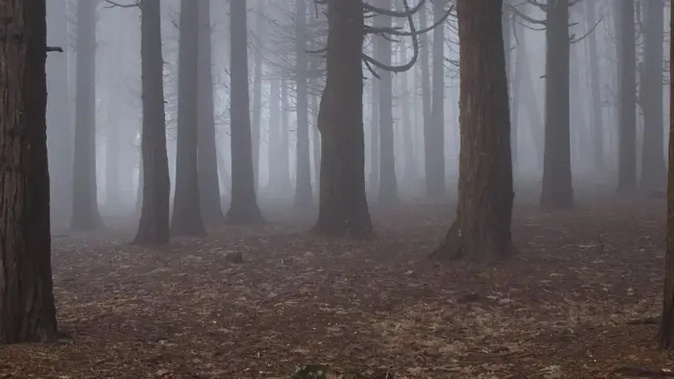 Négykézláb mászó embert szúrtak ki a Bükkben, ledöbbent a természetvédelmi őr, amikor közelebb ment