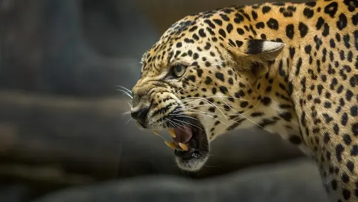 Egy leopárd ölt meg egy cseh szerzetest Sri Lankán