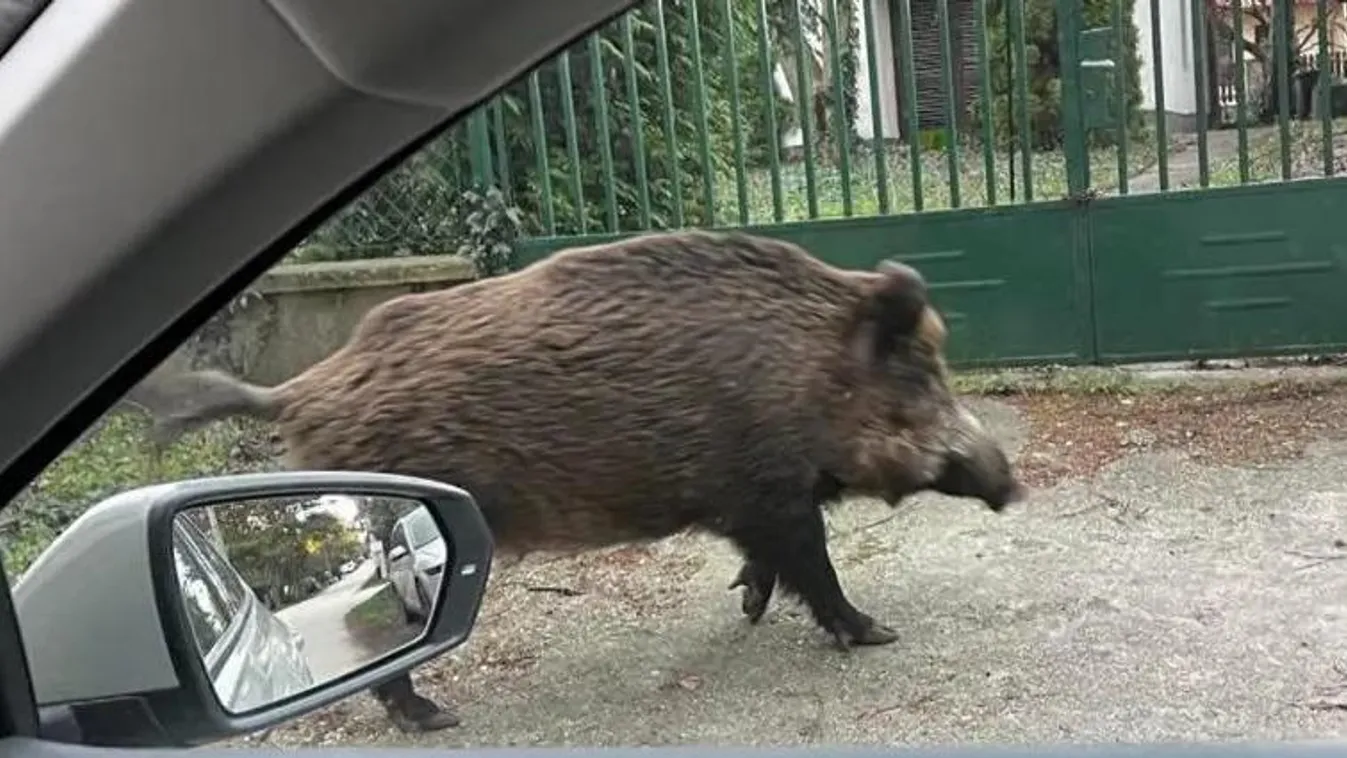 Villanypóznára menekült egy férfi Pécsen, döbbenet, mivel találta szemben magát