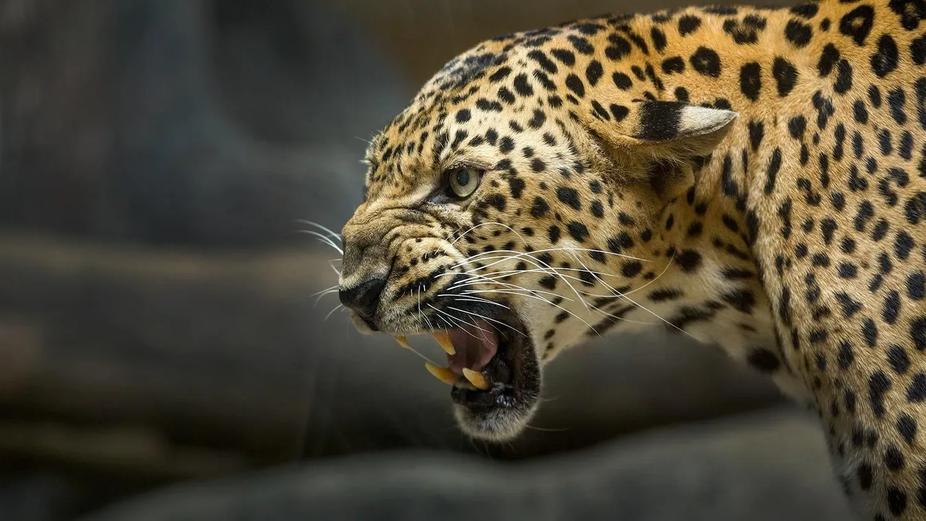 Egy leopárd ölt meg egy cseh szerzetest Sri Lankán