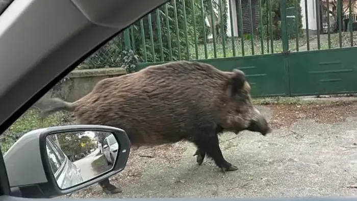 Villanypóznára menekült egy férfi Pécsen, döbbenet, mivel találta szemben magát