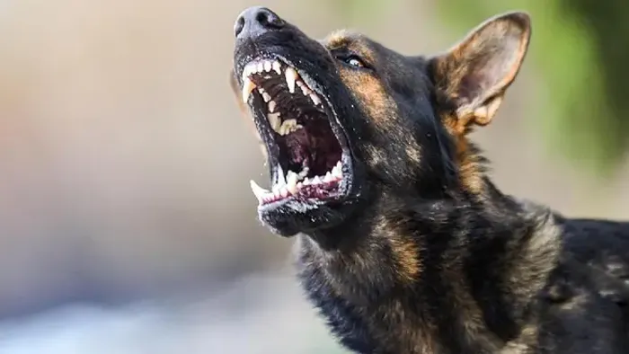 Vérengzés Csongrádban, szétmarcangoltak a kutyák egy férfit az utcán 