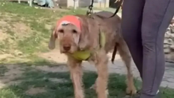 Brutálisan szétverték egy kutya fejét Pátyon, szilánkosra törtek a csontjai – Videó