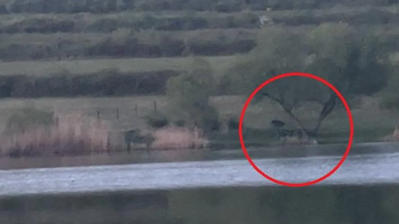 Újabb medve kóborol Magyarországon, itt látták utoljára