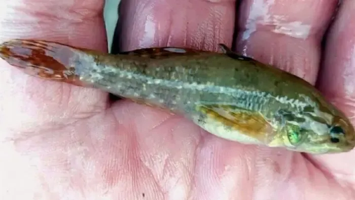 Veszélyes jövevény jelent meg a magyar vizekben