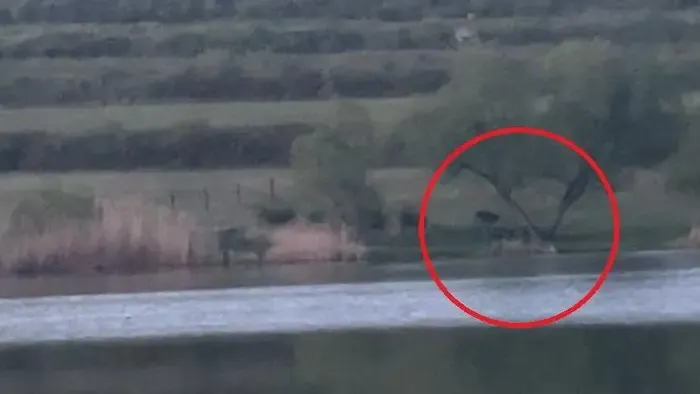 Újabb medve kóborol Magyarországon, itt látták utoljára