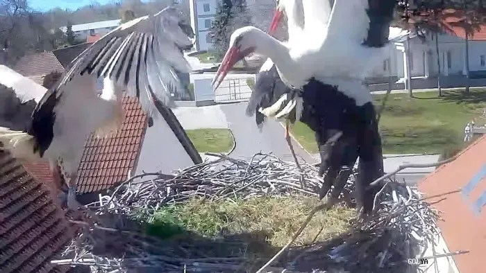 Napi cuki: táncra perdült gólyákat videóztak Dunaújvárosban