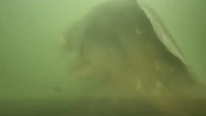 Megvan a titokzatos óriás: kamera rögzítette a ritka pillanatot