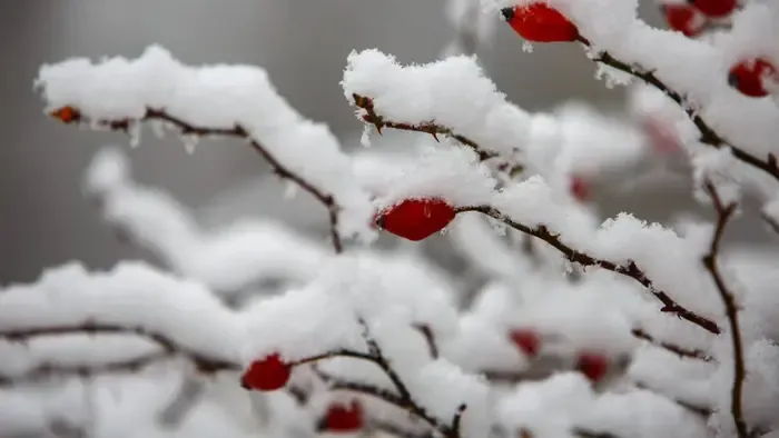 Holle anyó újra akcióban: Fotókon a Borsod vármegyei havazás