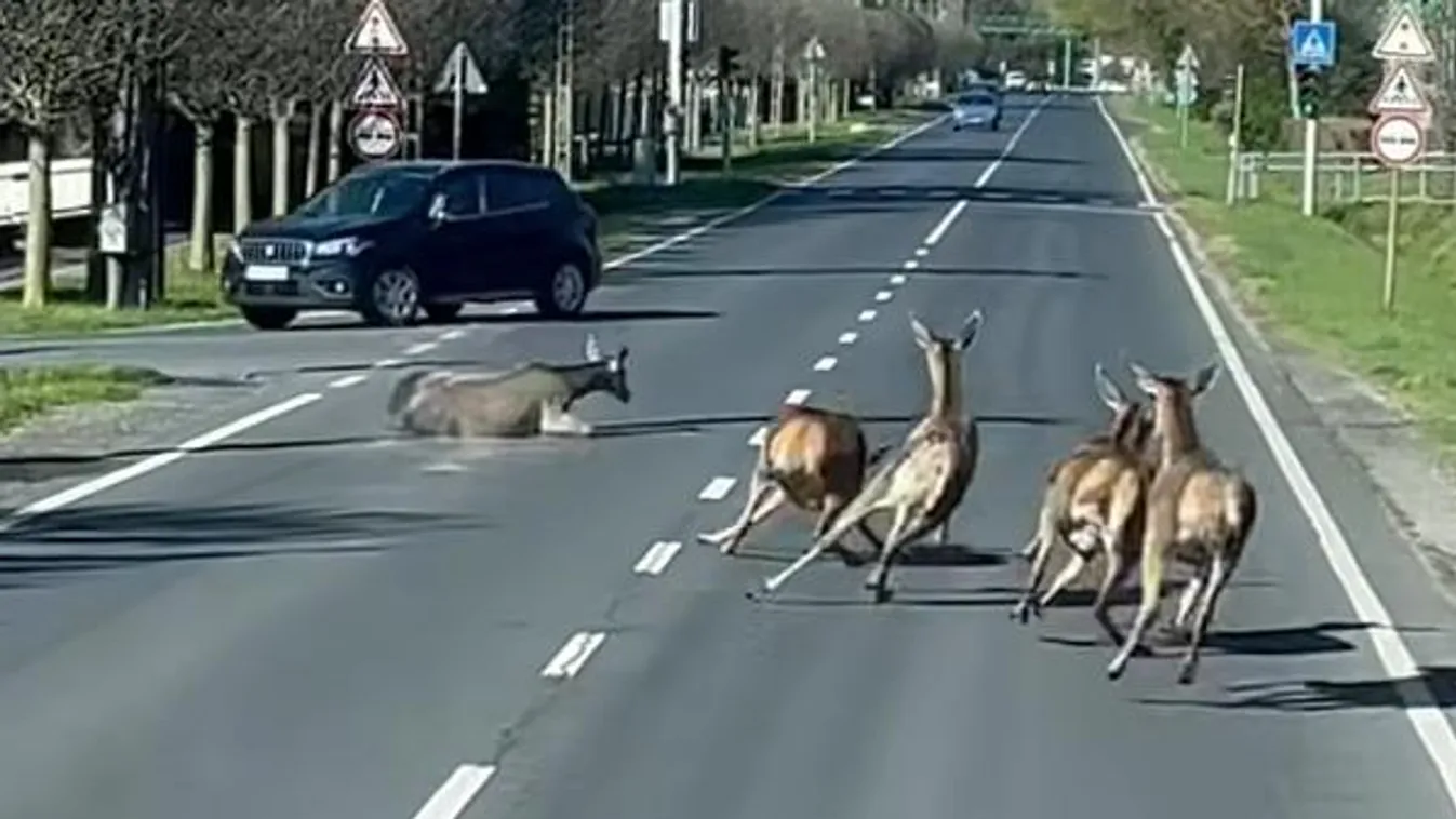 Téboly a 7-es főúton, szarvasok cikáztak az autók között – Videó