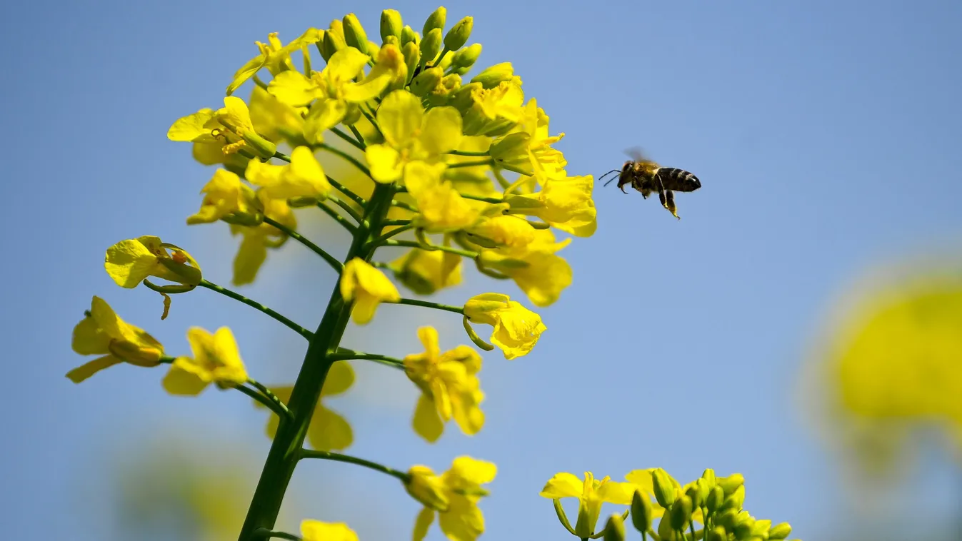 Végre igazi tavasz! Napos, kellemes hétvége jön