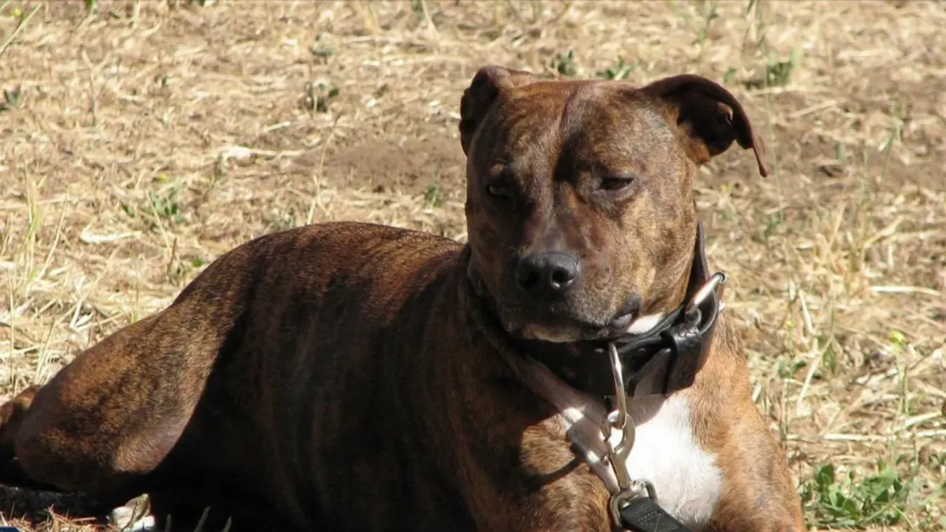 Pest vármegyei horror: A nyílt utcán ölt a rettegett elkövető