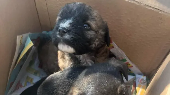 Néhány hetes csöppségeket hagytak az út szélén Debrecenben