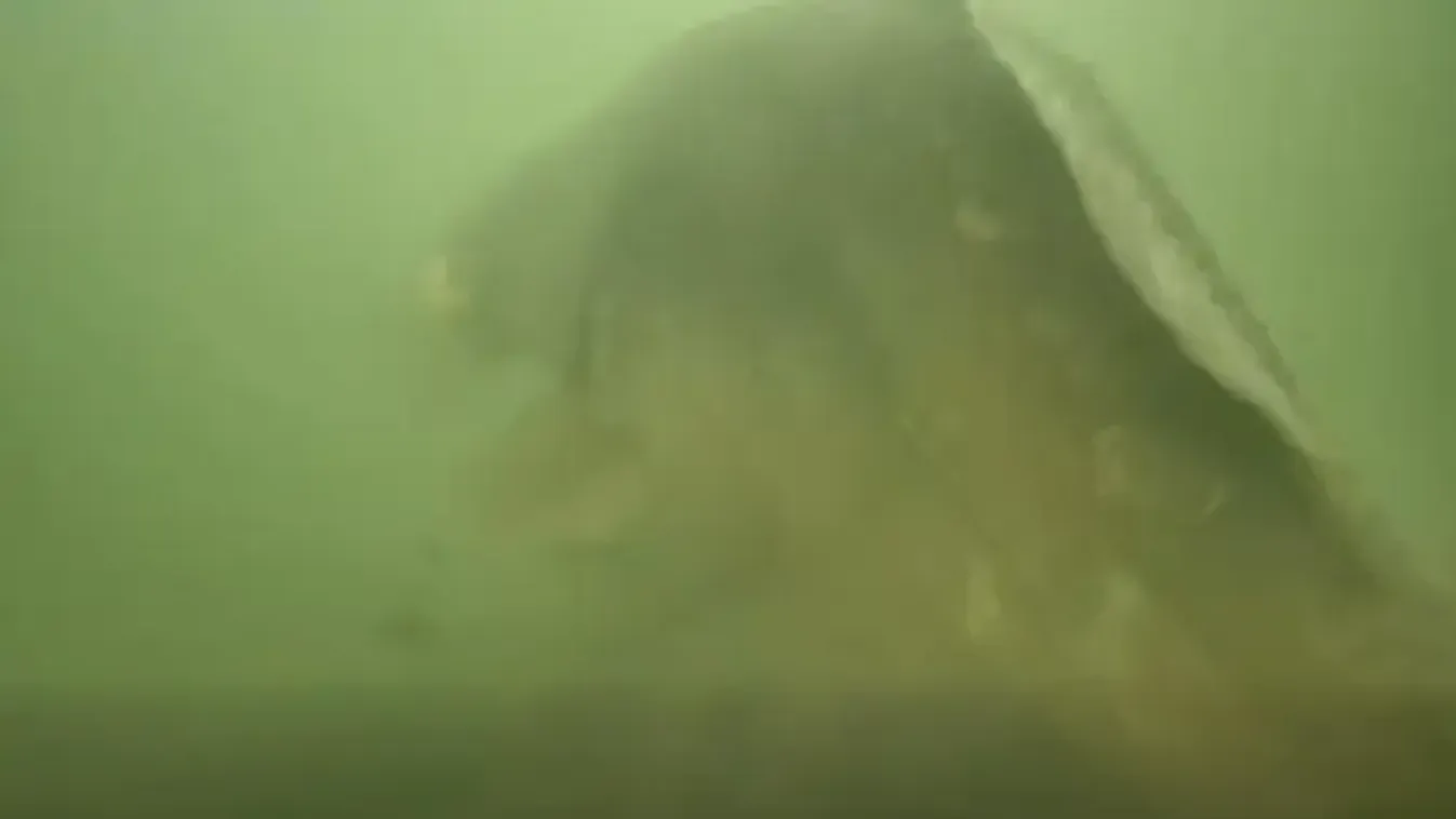 Megvan a titokzatos óriás: kamera rögzítette a ritka pillanatot