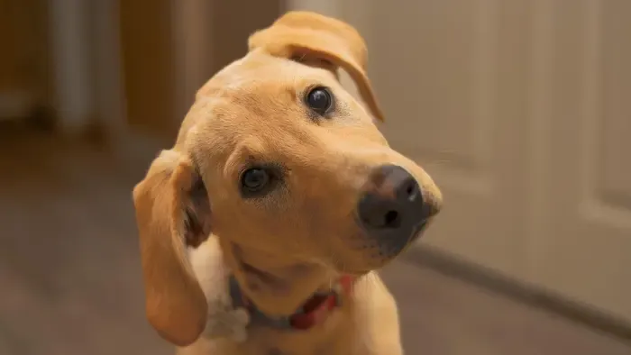 Undor vagy ösztön? Kiderült a kutyák titokzatos szokása mögött rejtőző igazság