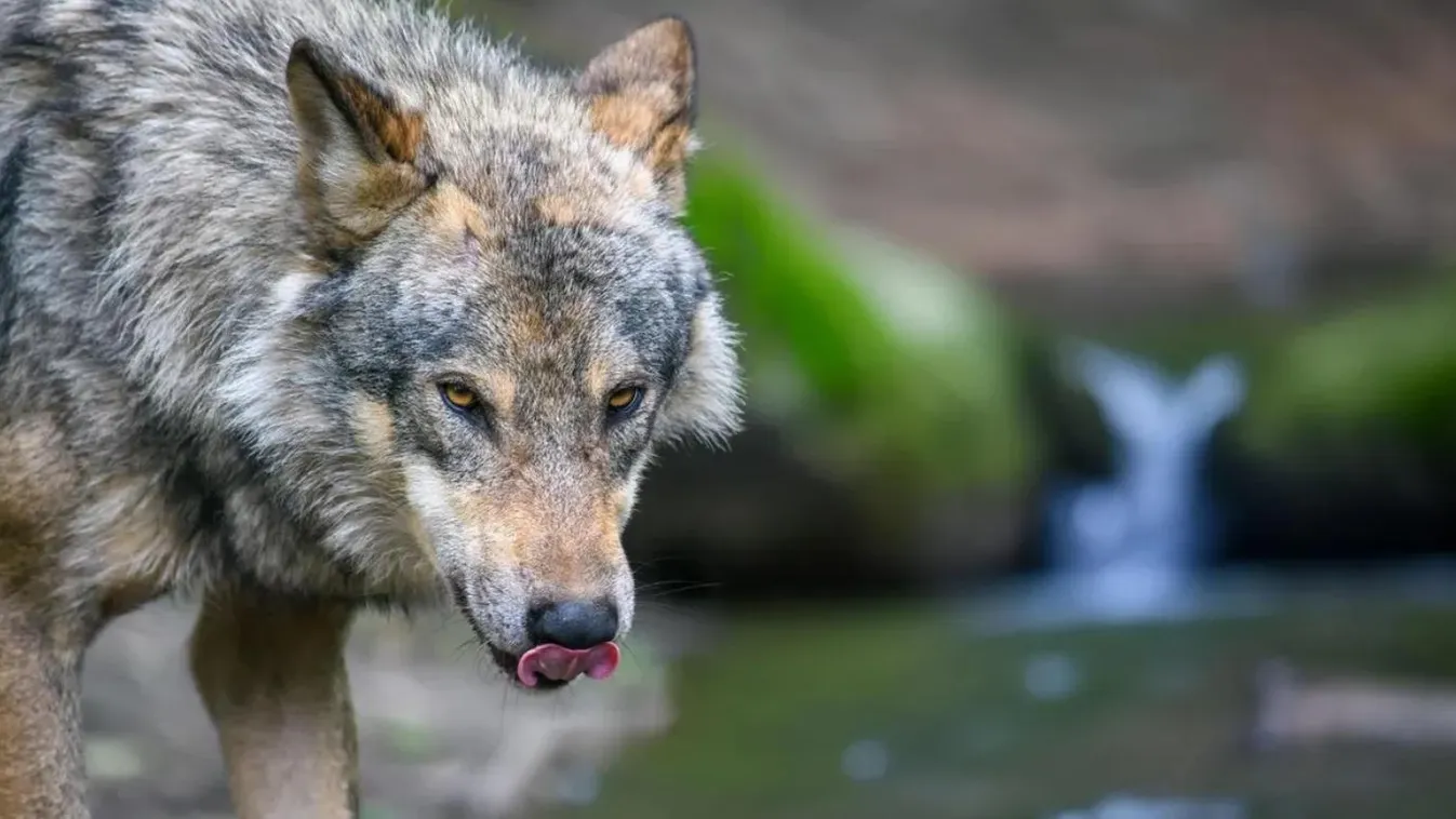Farkasokhoz mászott be egy baba az állatkertben, míg a szülei telefonoztak