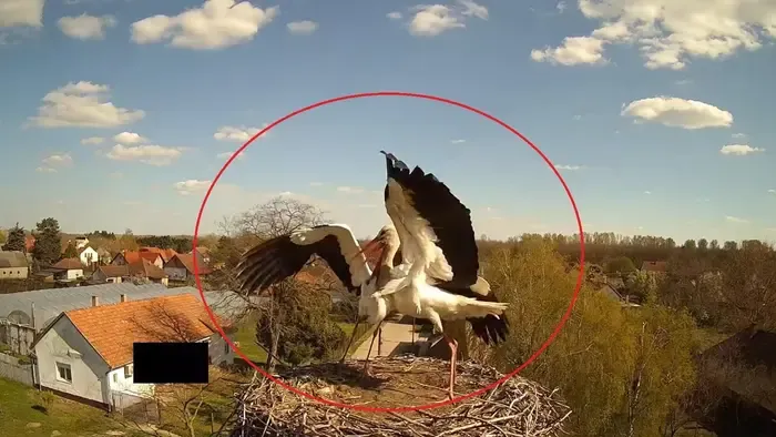 Brutális gólyaharc Kerekegyházán, videó a csata