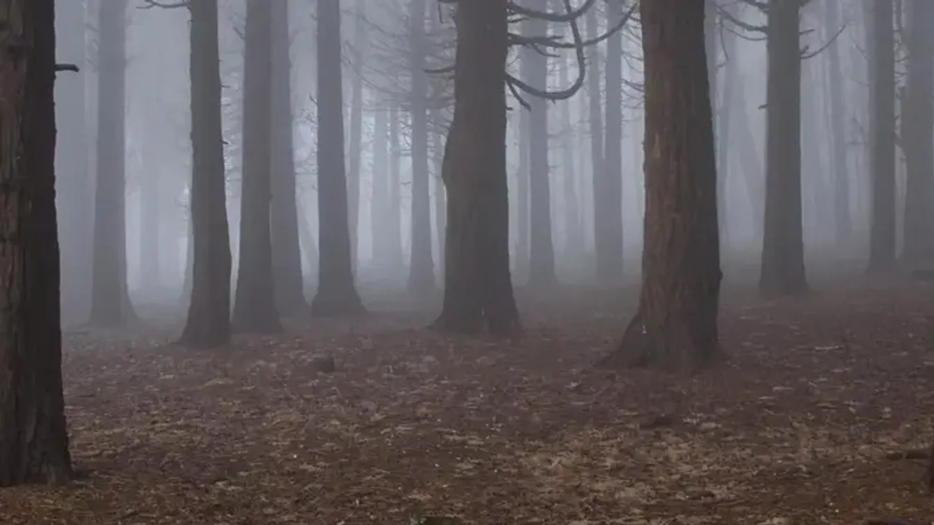 Hárman meghaltak a húsvéti tojáskeresésben, fa dőlt a csoportra – egy 10 hónapos csecsemő az egyik áldozat