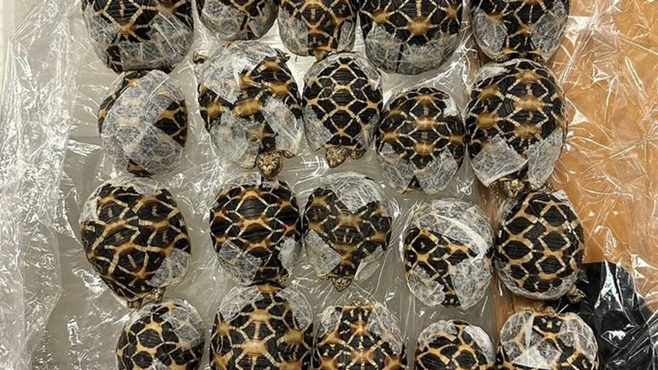 Thaiföldön őrizetbe vettek egy nőt, aki indiai csillagteknősöket próbált kicsempészni az országból
