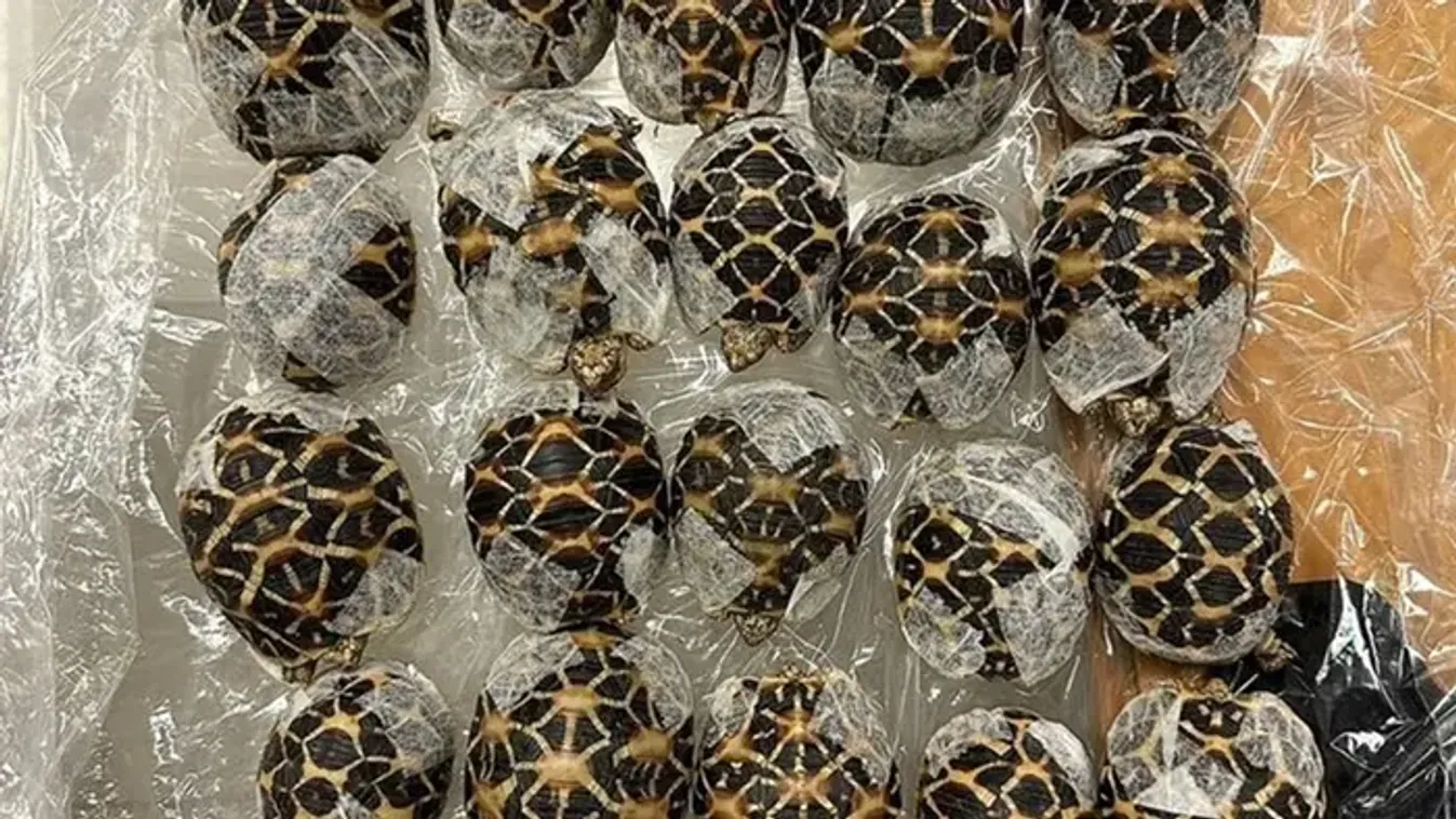 Thaiföldön őrizetbe vettek egy nőt, aki indiai csillagteknősöket próbált kicsempészni az országból