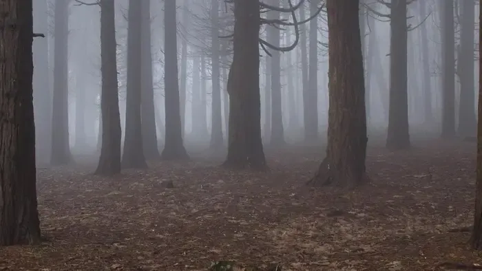 Holtan került elő egy eltűnt férfi, az erdőben bukkantak rá az áldozatra