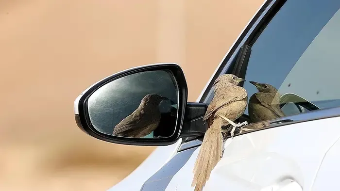 Furcsa jelenség terjed -  madarak támadják meg a parkoló autókat
