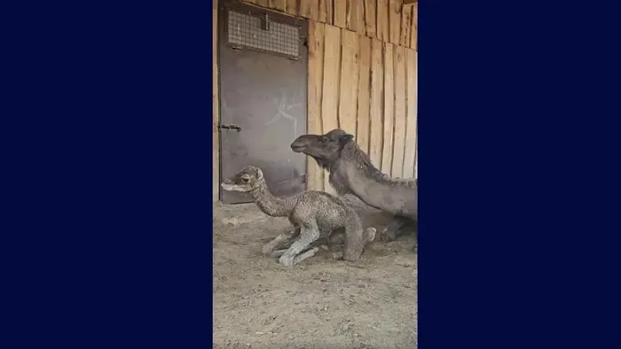 Napi cuki: videón a győri állatkert újszülött dromedárja