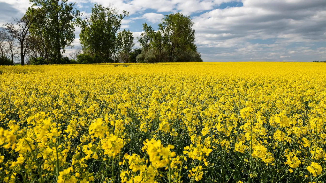 Bekopogott a napsütéses tavasz - és nem siet sehová