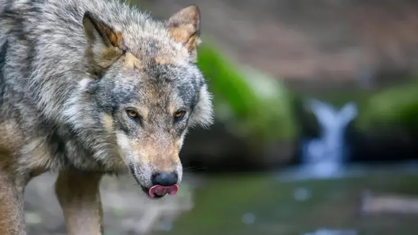 Farkasokhoz mászott be egy baba az állatkertben, míg a szülei telefonoztak