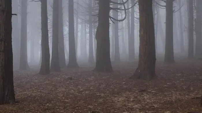 Hárman meghaltak a húsvéti tojáskeresésben, fa dőlt a csoportra – egy 10 hónapos csecsemő az egyik áldozat