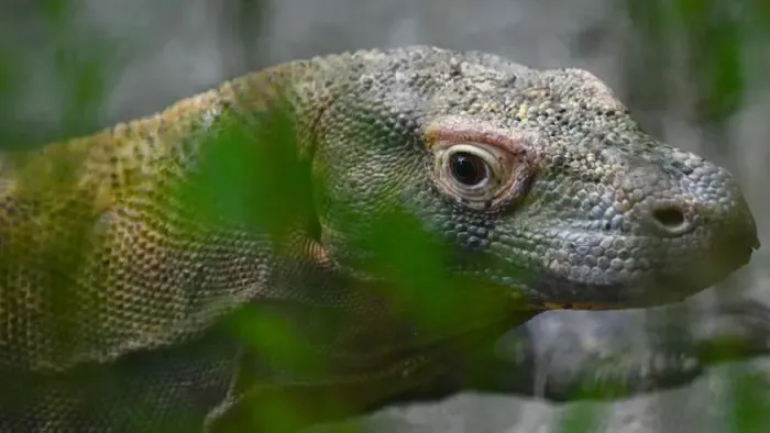Sárkánycsempészeket vettek őrizetbe Indonéziában