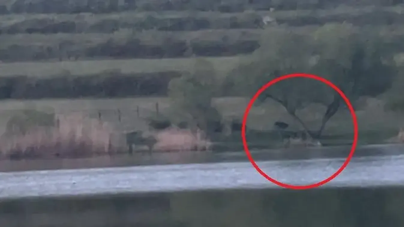 Újabb medve kóborol Magyarországon, itt látták utoljára