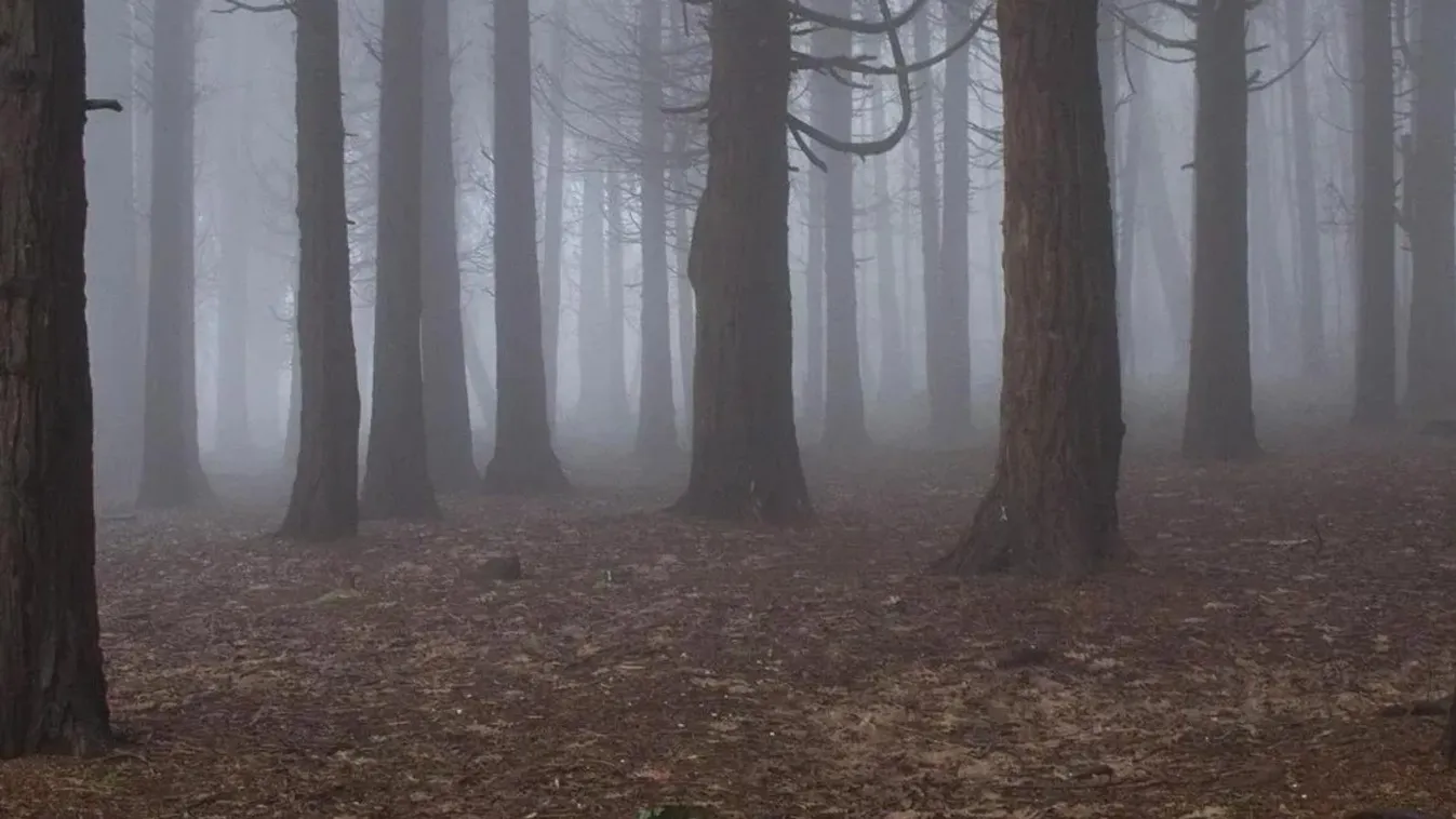 Hárman meghaltak a húsvéti tojáskeresésben, fa dőlt a csoportra – egy 10 hónapos csecsemő az egyik áldozat