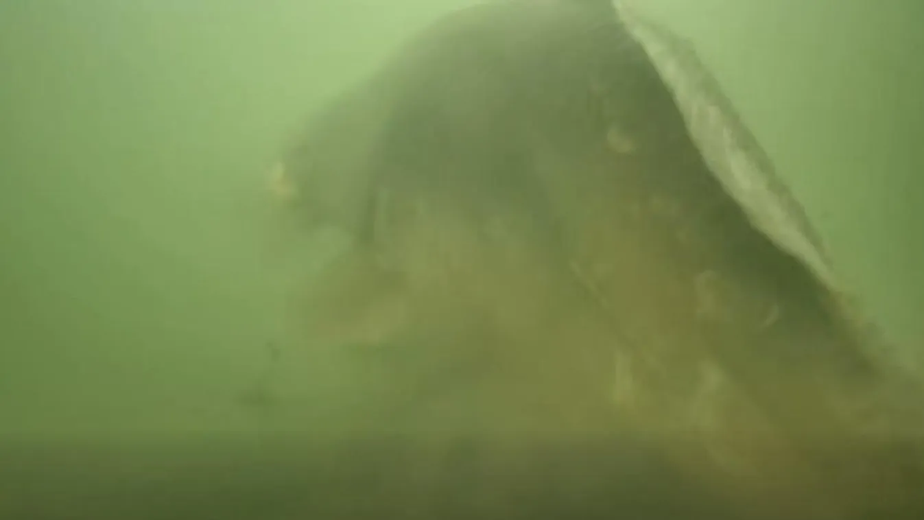 Megvan a titokzatos óriás: kamera rögzítette a ritka pillanatot