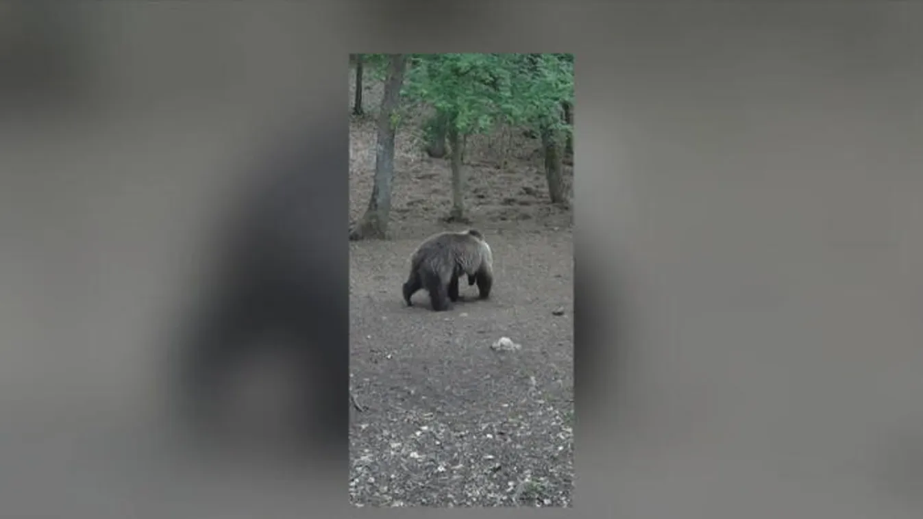 Újabb helyen láttak medvét Magyarországon