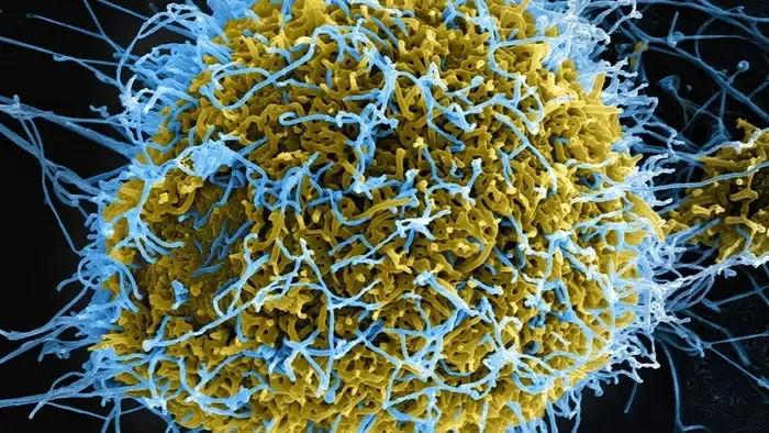 Ebola járvány tört ki a Kongói Demokratikus Köztársaságban