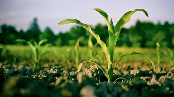 Riasztó jövőkép: Új korszak kezdődhet a magyar agráriumban