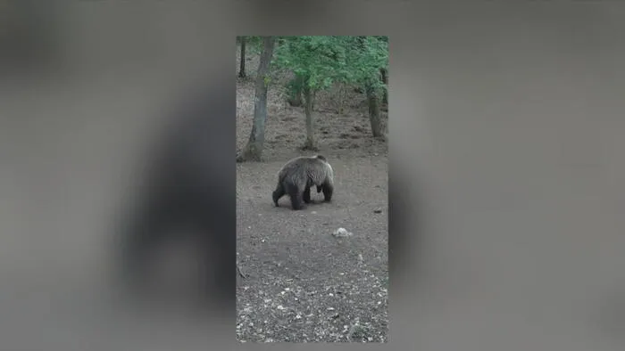 Újabb helyen láttak medvét Magyarországon