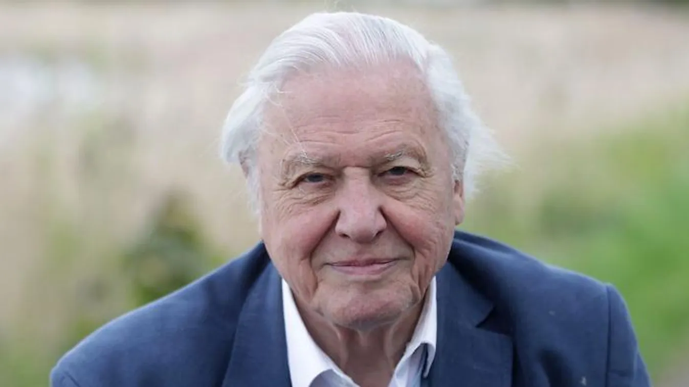 Darázsfajt neveztek el David Attenborough-ról 100. születésnapja alkalmából