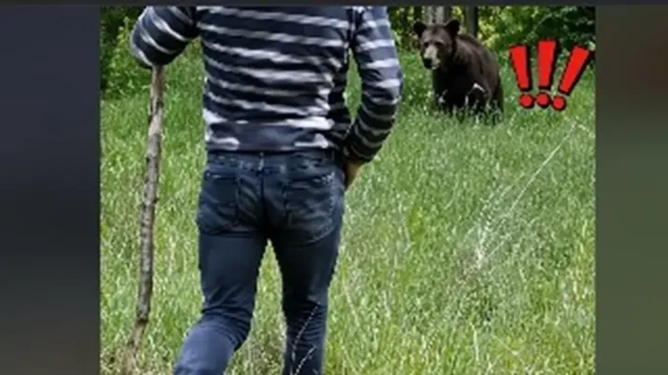 Lapáttal támadtak egy medvére egy családi ház udvarán - videóval