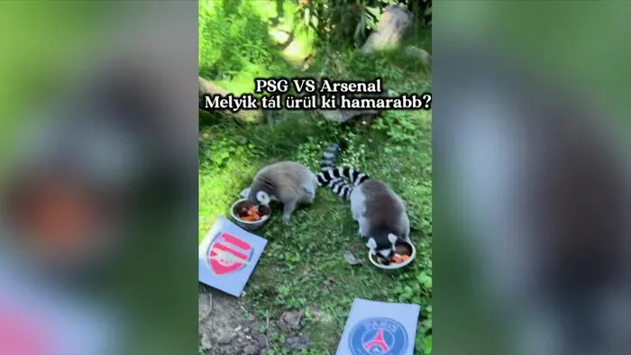 Megjósolták a BL-döntő eredményét a miskolci makik